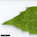 SpeciesSub: var. grandiflora